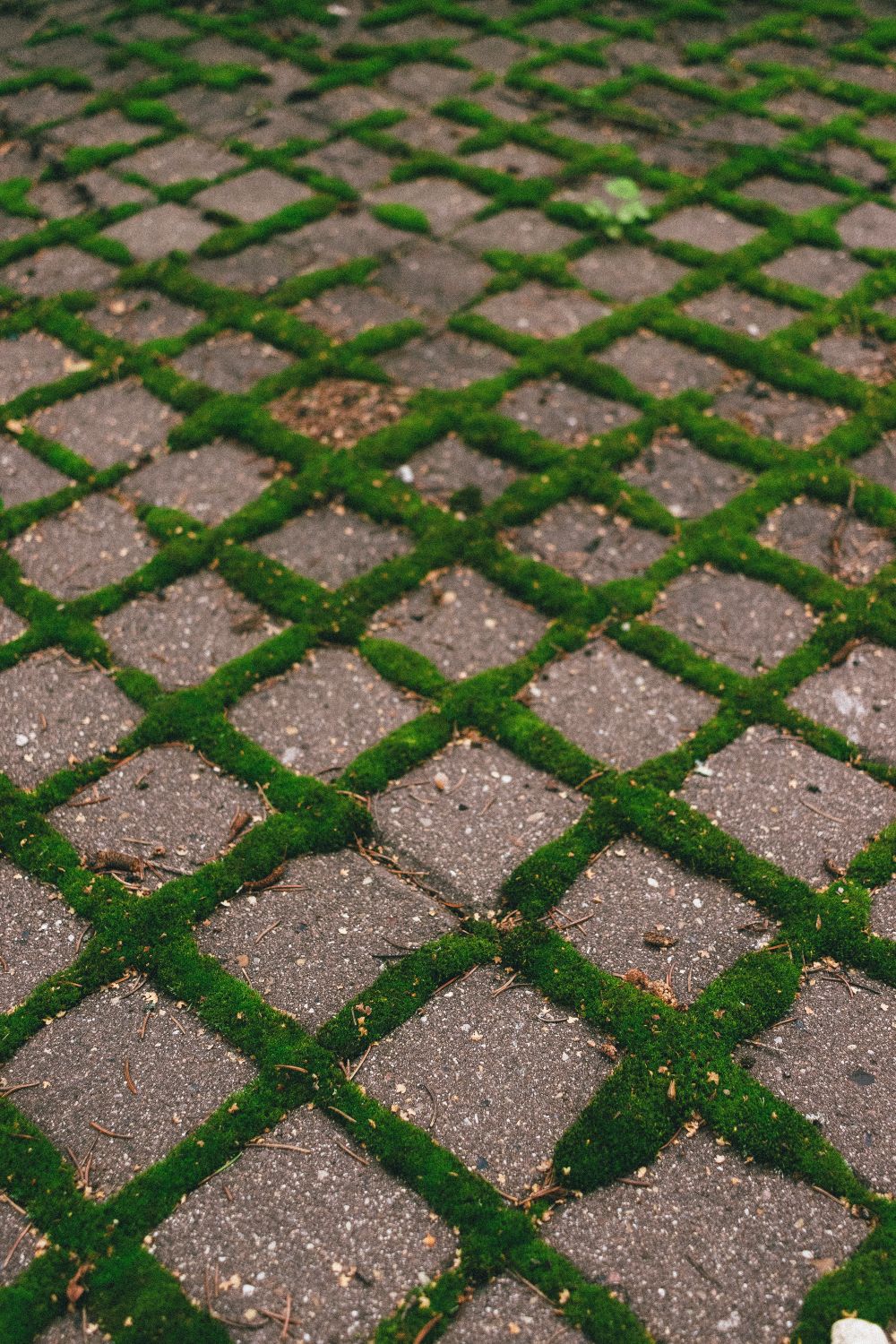 Grass-joint pavers