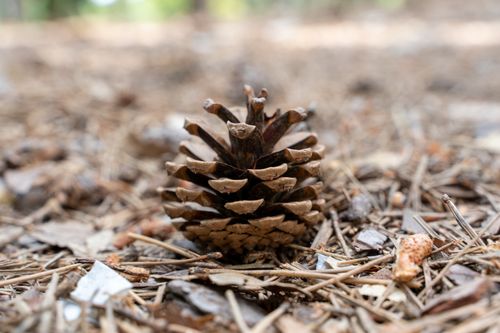 Free A detailed shot of a pine cone resting on a forest floor amid fallen leaves and twigs. Stock Photo