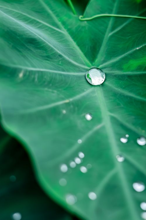 Free Detailed close-up of dew on a green tropical leaf, highlighting nature's beauty. Stock Photo