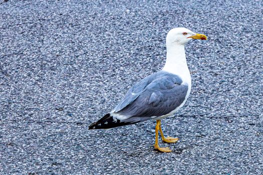 Detailed image of a seagull standing on a grey pebbled pathway, showcasing its natural plumage.