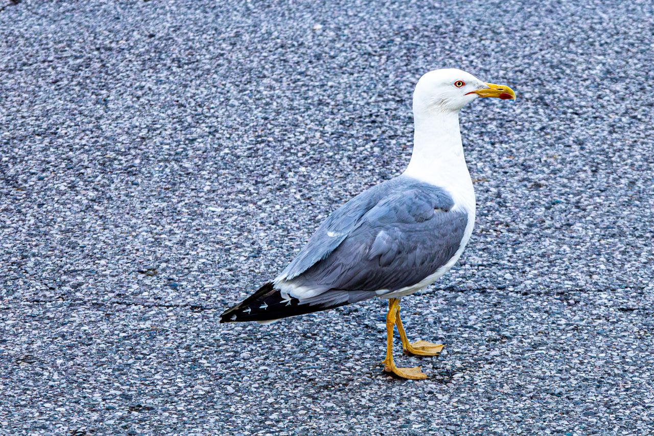 detailed image of a seagull standing on a grey pebbled pathway showcas