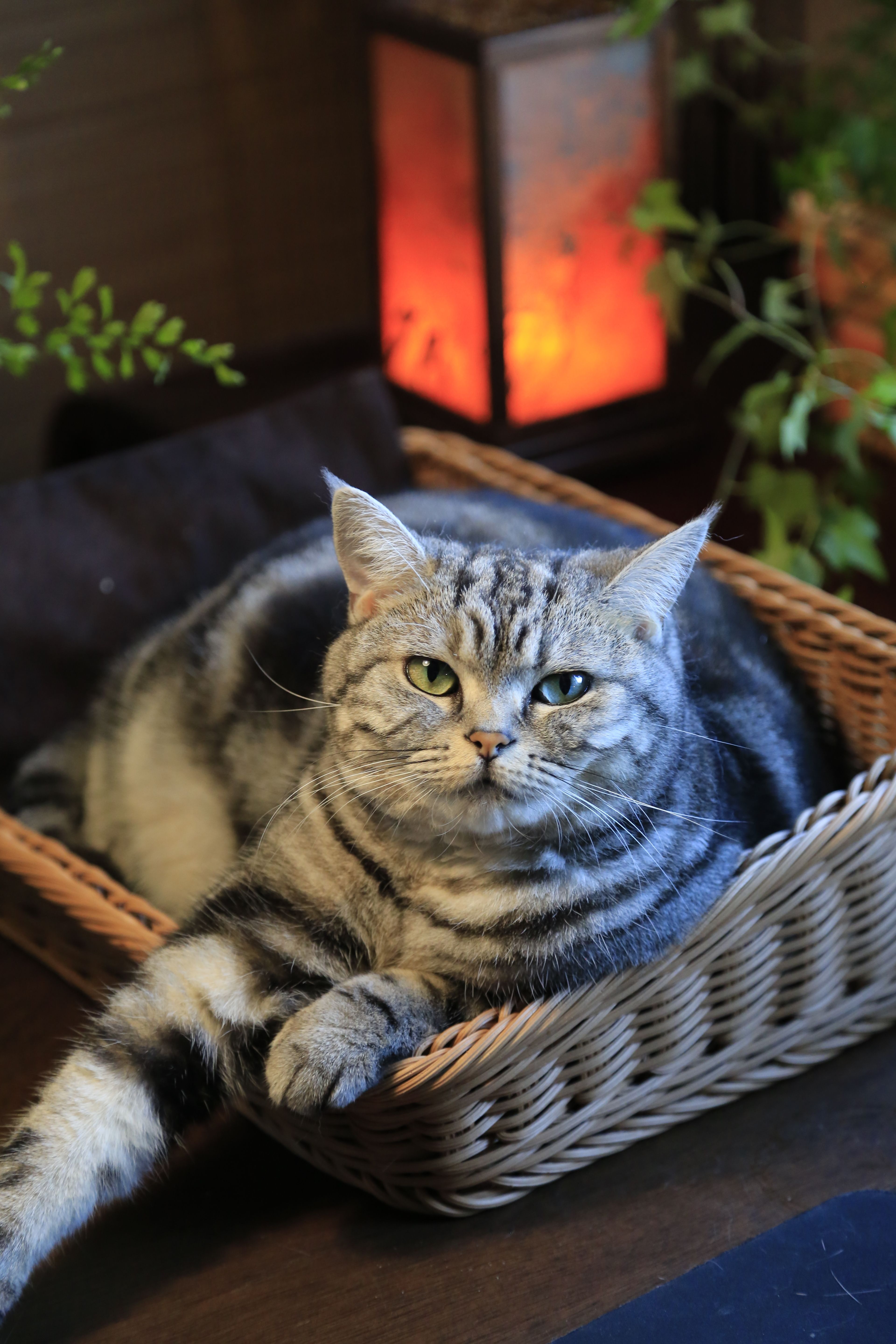 A serene tabby cat lounging in a woven basket near a warm glowing lantern indoors.