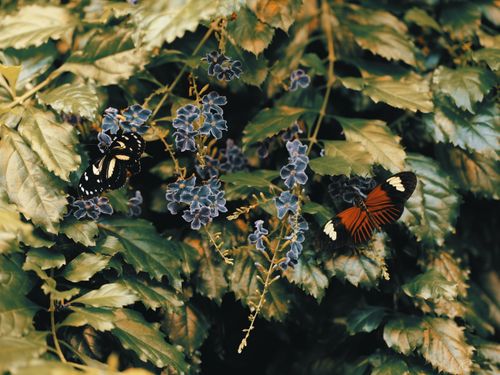 Free Two colorful butterflies rest on vibrant green leaves and purple flowers in nature. Stock Photo