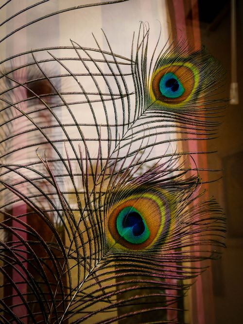 Free Detailed view of colorful peacock feathers showing vivid blues and greens. Perfect for nature themes. Stock Photo
