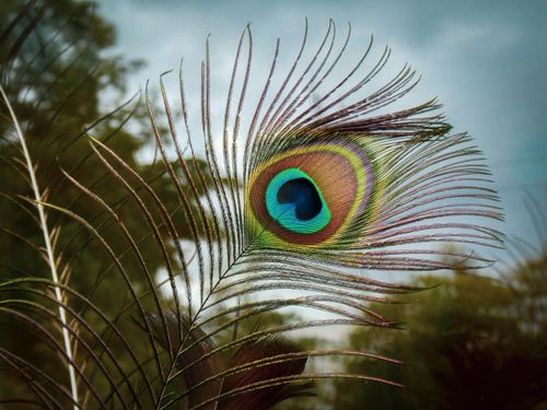 Free Detailed image of a colorful peacock feather in a natural outdoor setting. Stock Photo
