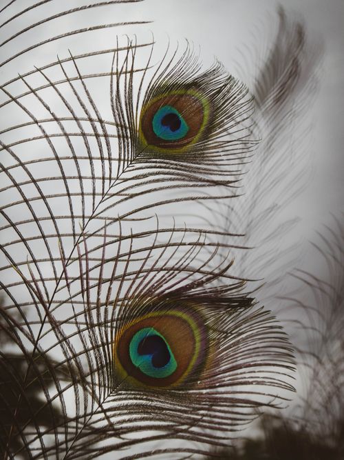 Free Detailed image showcasing the vibrant colors and patterns of peacock feathers, emphasizing their natural beauty. Stock Photo