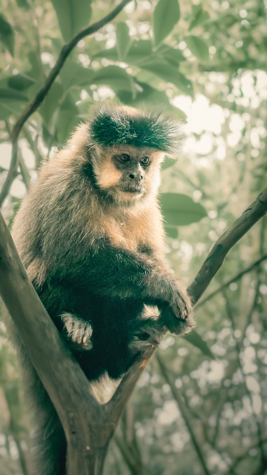 Selva misionera - Iguazú fauna y naturaleza
