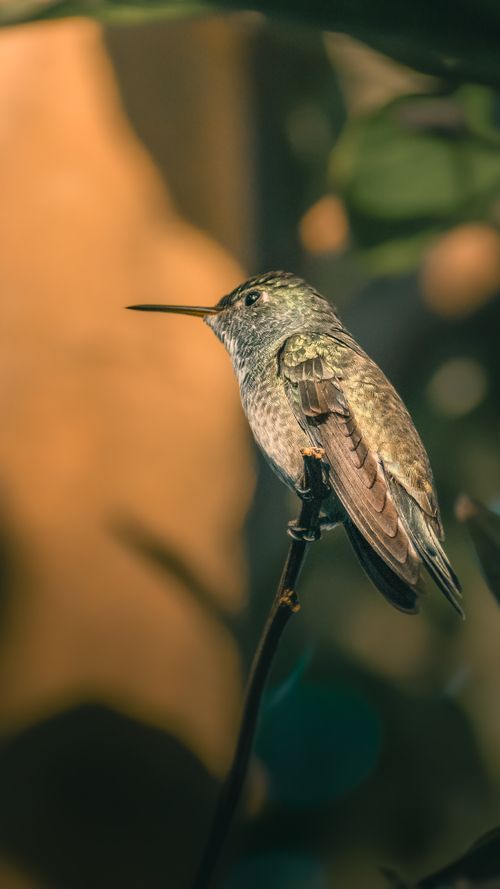 Free Serene hummingbird sitting on branch in warm sunlight showcasing detailed feathers. Stock Photo