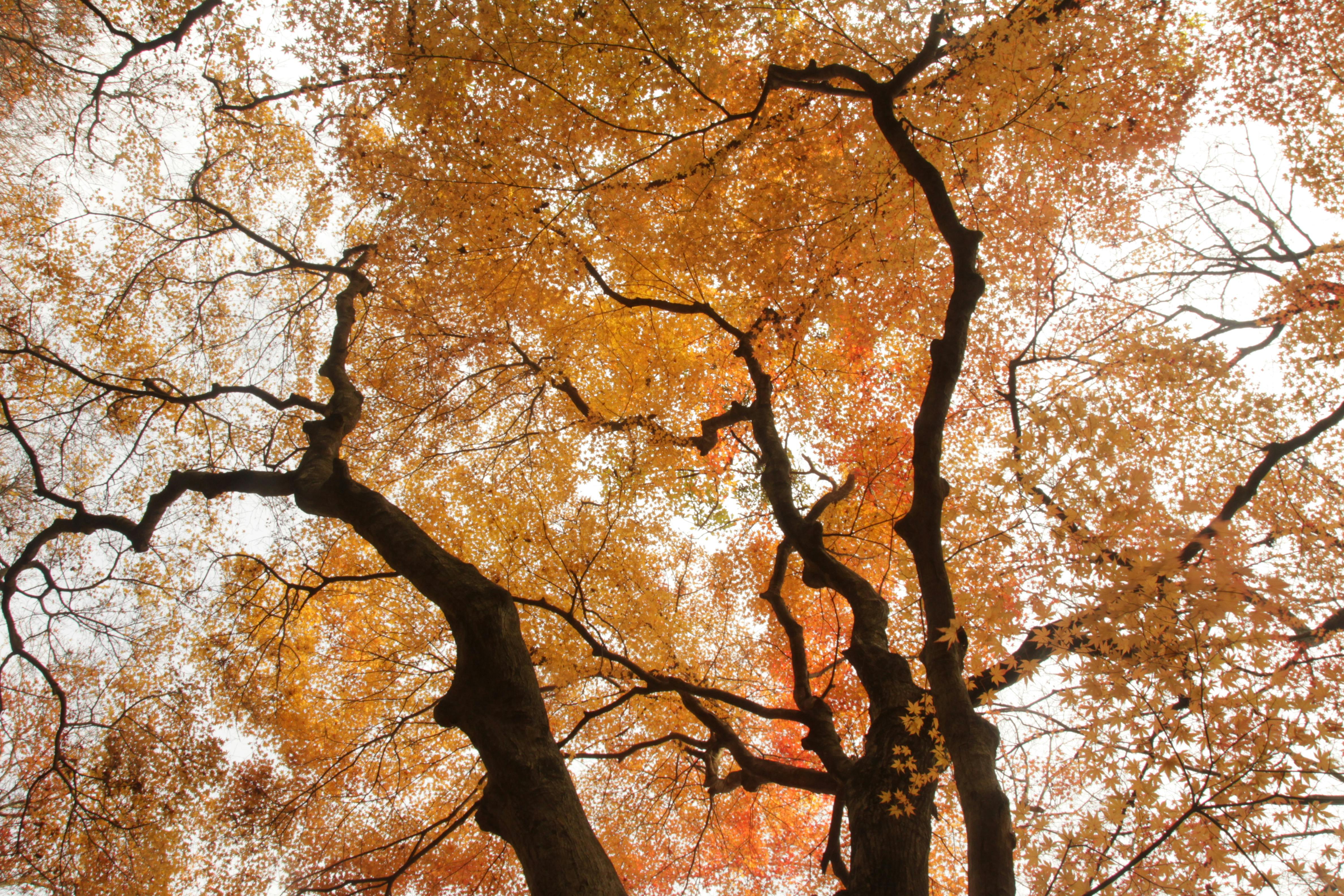 Stunning image of golden autumn leaves forming a canopy in Haenam, South Korea.