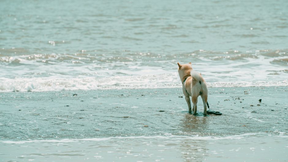 A Shiba Inu stands by the ocean, enjoying a sunny beach day with waves crashing gently.