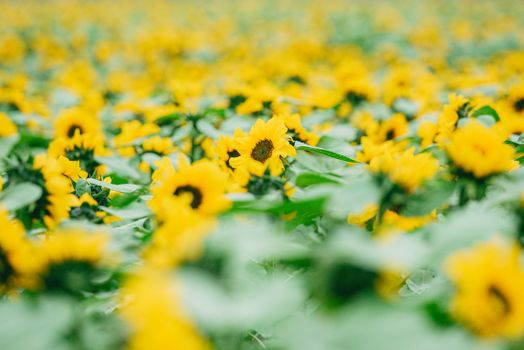 A vibrant field of sunflowers basking under the summer daylight, creating a cheerful and vivid scene.