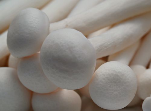 Free Detailed close-up of fresh white enoki mushrooms, showcasing texture and form. Stock Photo