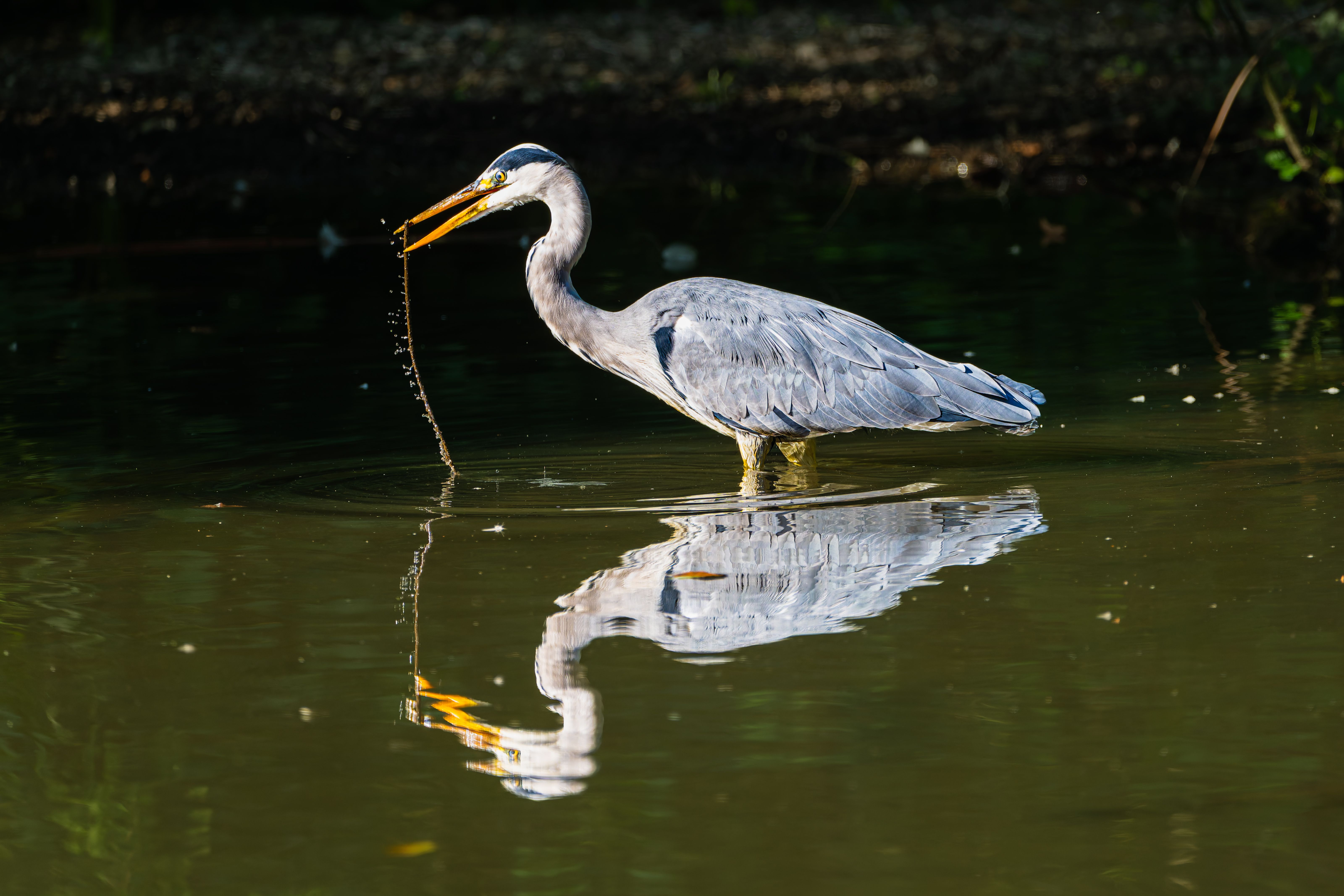A majestic grey heron gracefully hunts in a serene pond, reflecting in calm waters.