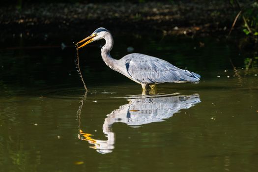 A majestic grey heron gracefully hunts in a serene pond, reflecting in calm waters.