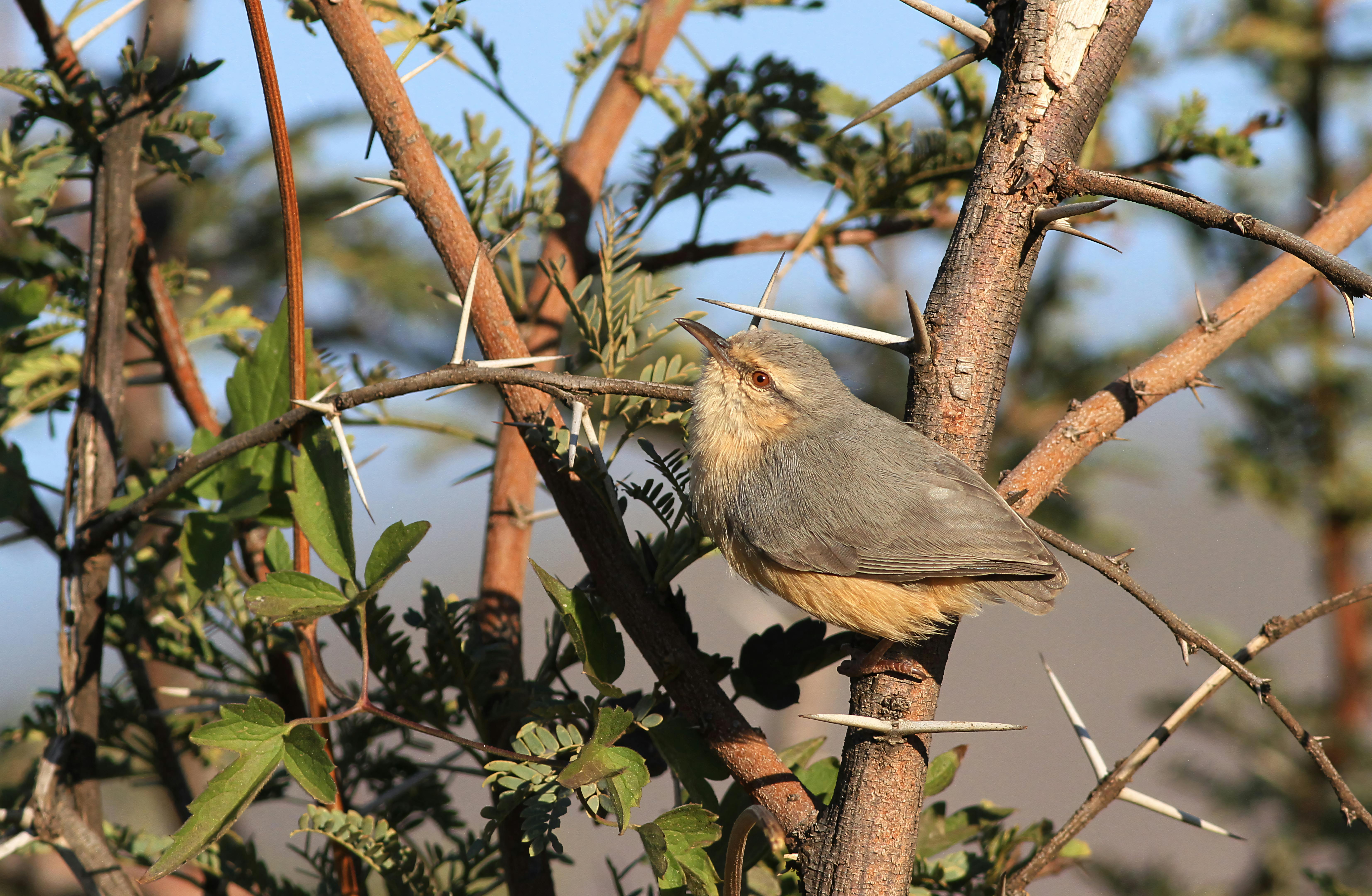 Devil's Thorn Secrets: Your Organic Garden’s Most Unexpected Ally or Foe?