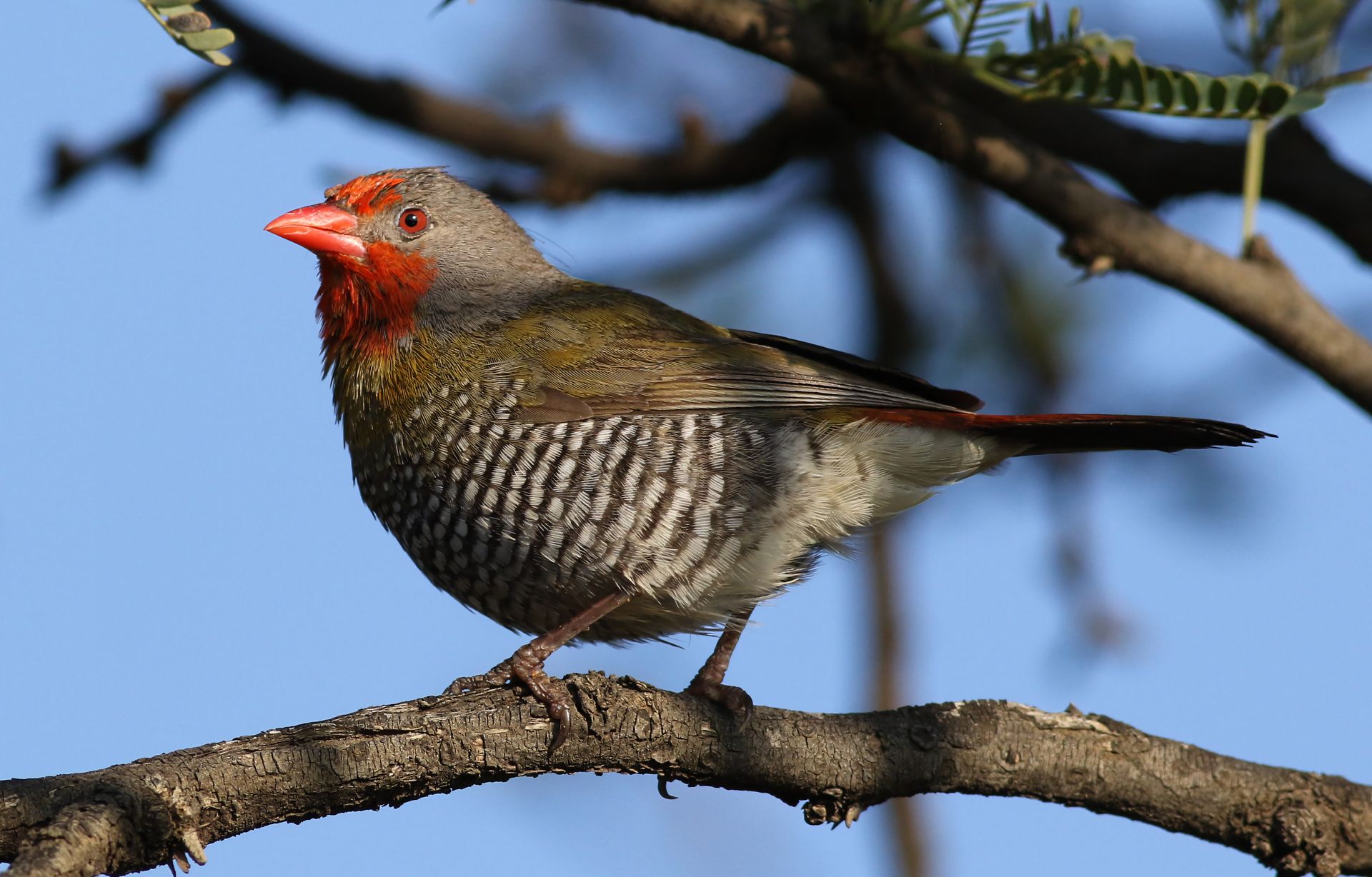 Green-winged Pytilia, Pytilia melba, at Pilanesberg National Park, Northwest Province, South Africa