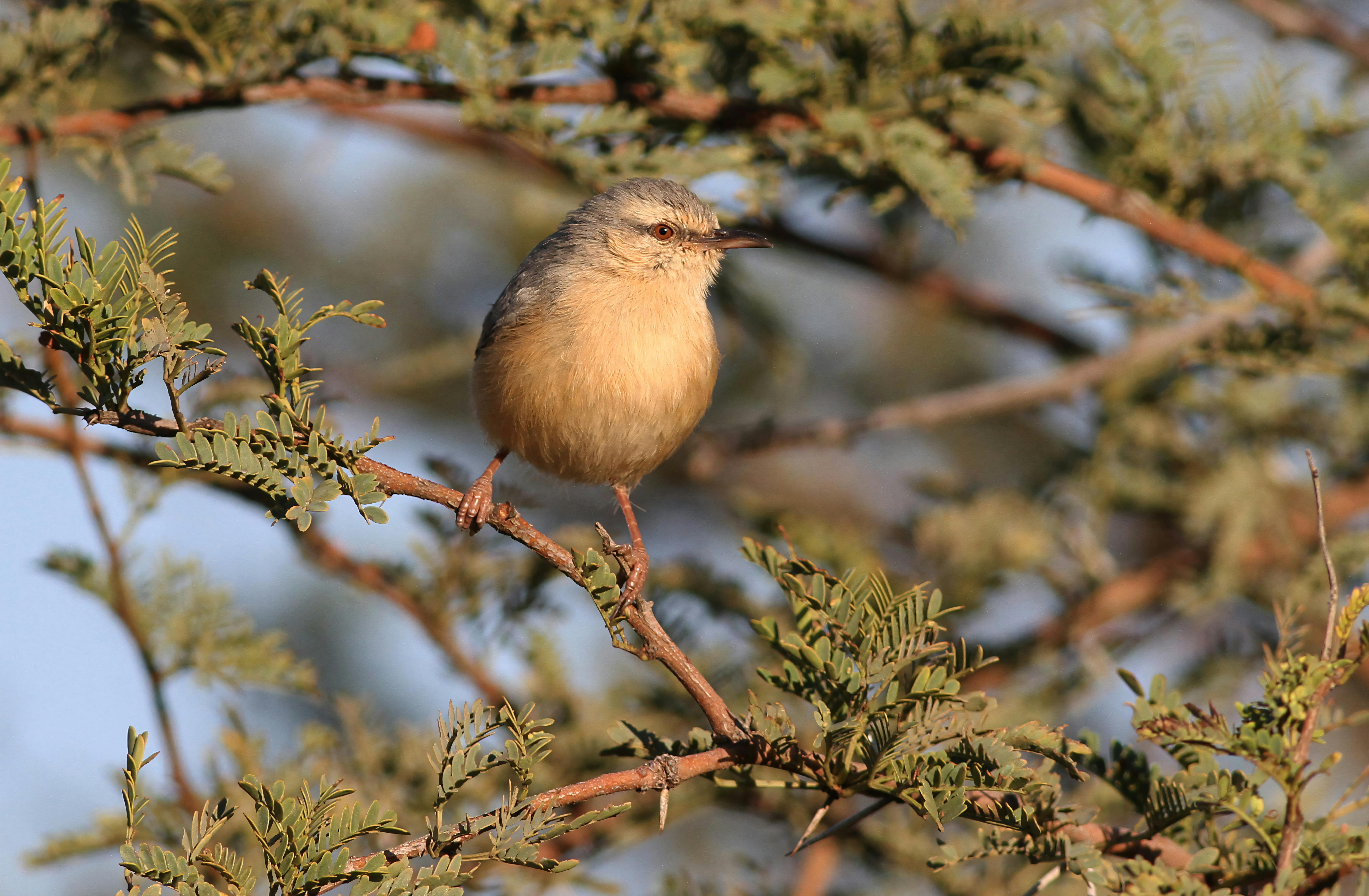 Evolution of Arbitration Rules: A Historical Perspective