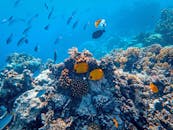 色彩缤纷的珊瑚礁水下栖息着热带鱼，展现了海洋生物多样性