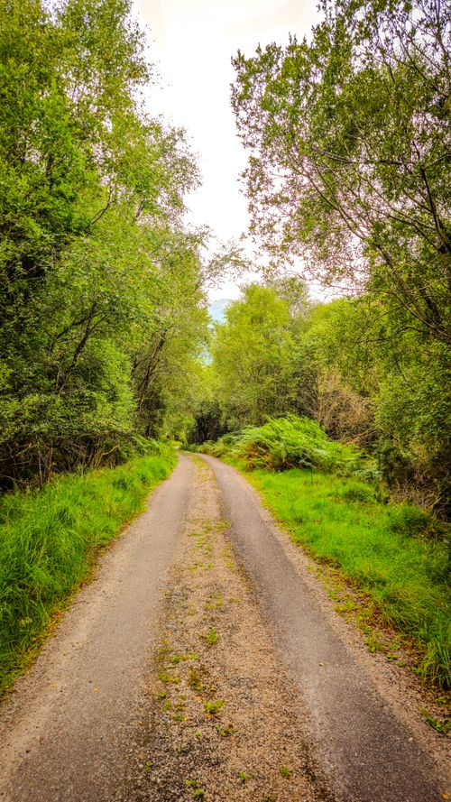 Free Lush green forest path in Kilgarvan, Ireland, during summer. Stock Photo