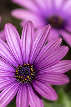 Macro shot of vibrant purple African daisies showcasing intricate petal details and dark centers.