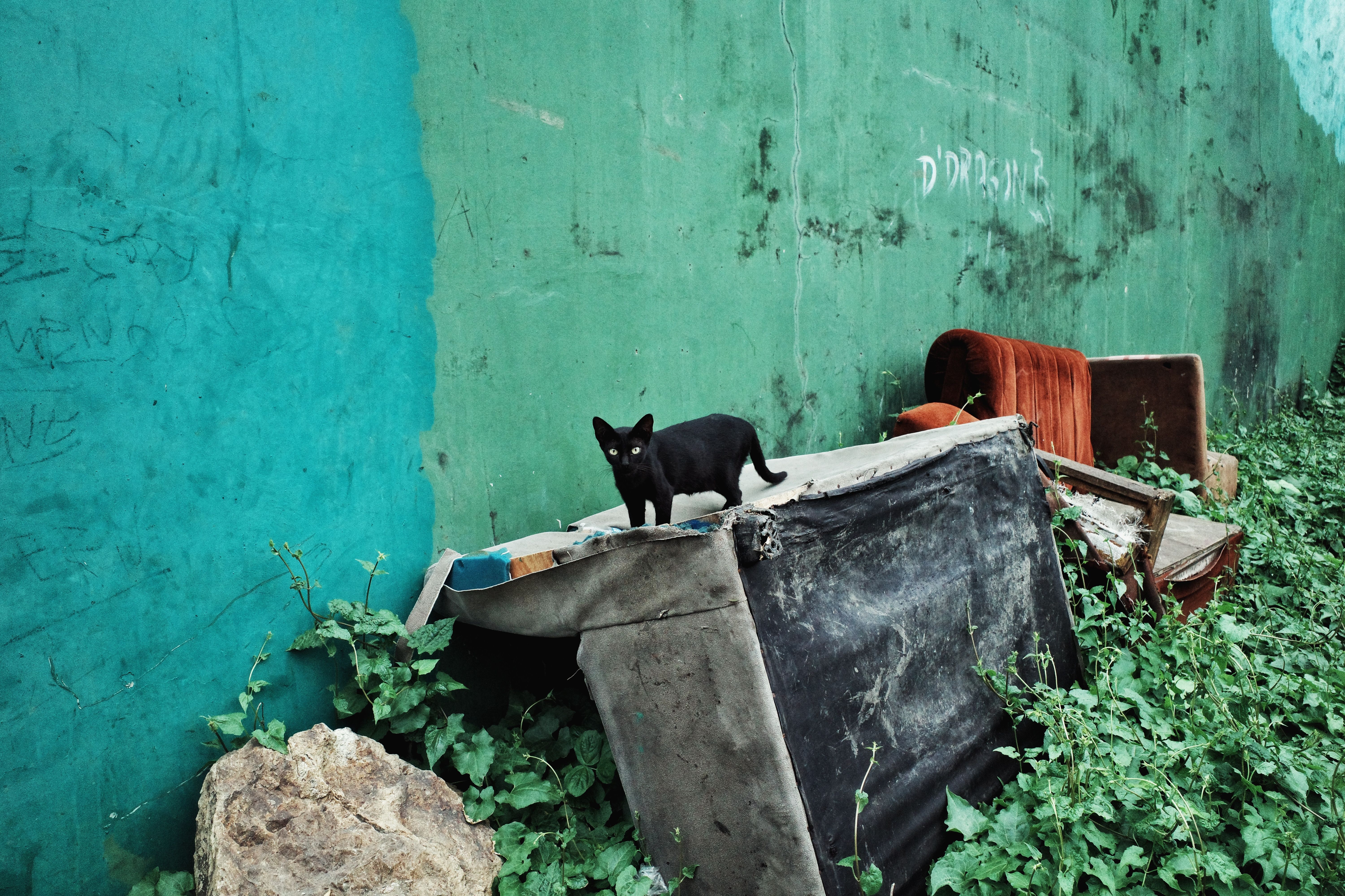 Stray Black Cat on Urban Street with Graffiti · Free Stock Photo