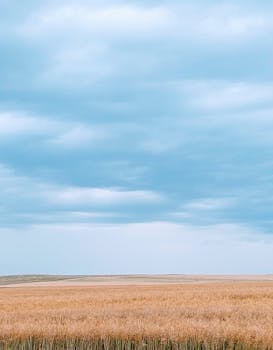 Expansive view of a golden field under a cloudy sky, captured during spring.