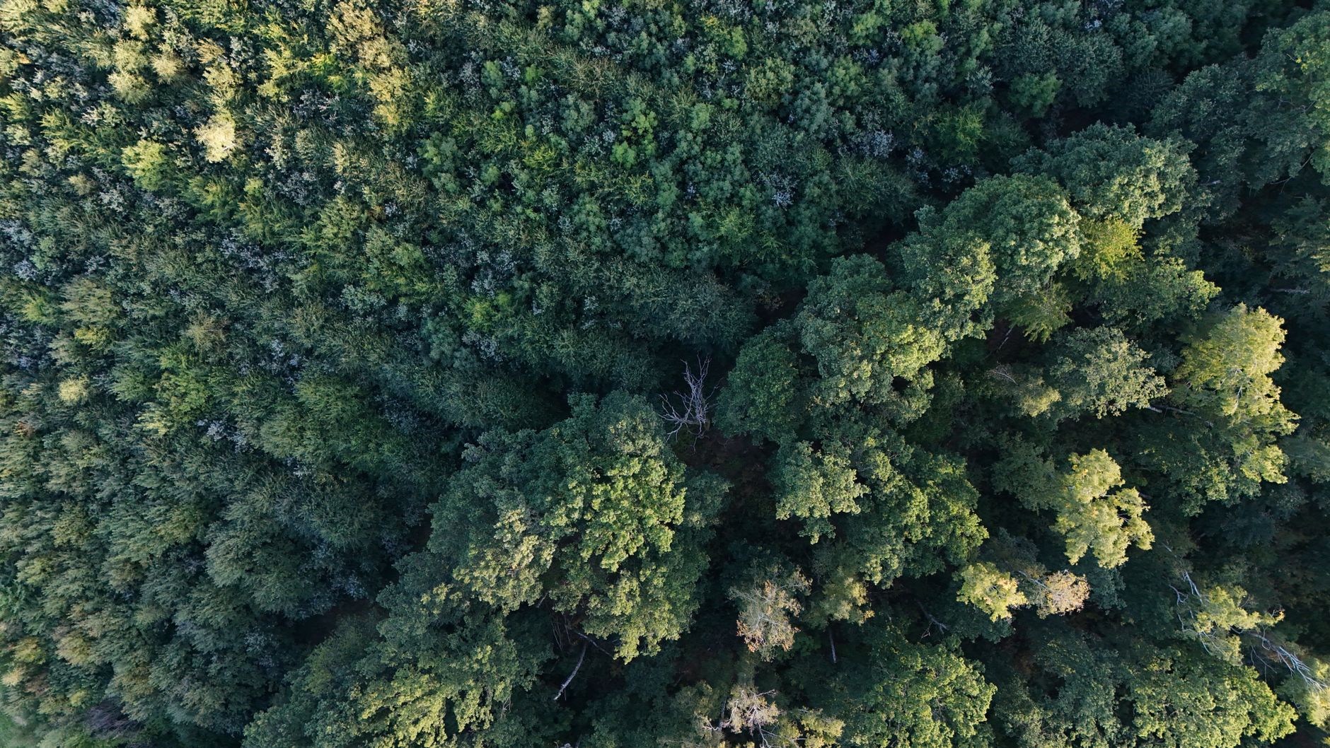 Zekeriyaköy arsa yatırımı fırsatları ve orman peyzajı