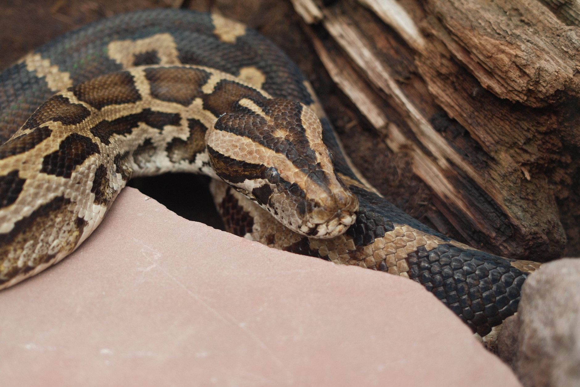 Python Biology Could Unlock New Biotech Investment Opportunities