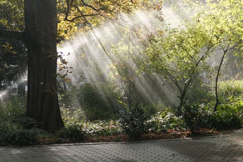 Free Beautiful sunlight filtering through lush forest trees, creating a serene spring scene. Stock Photo