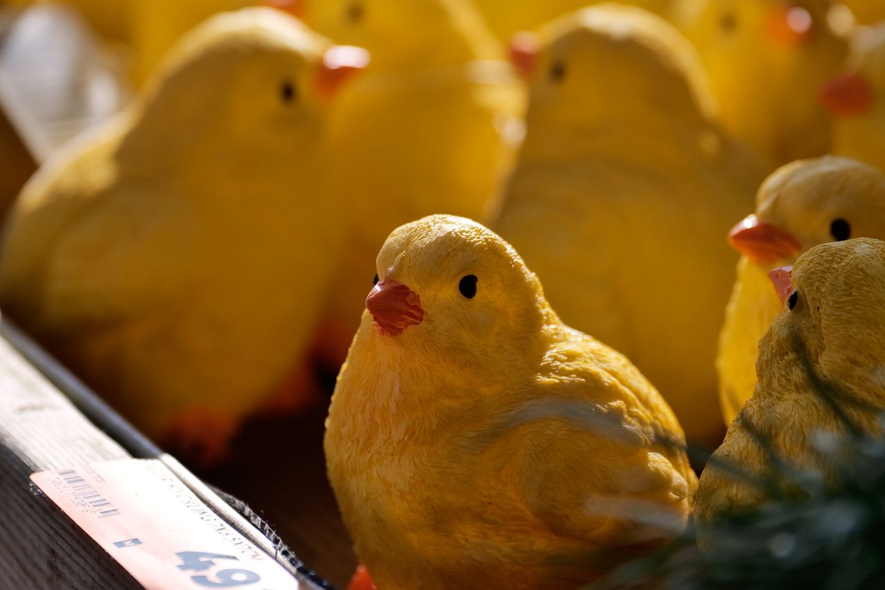 a close up view of decorative yellow chicks arranged in malm sweden ou