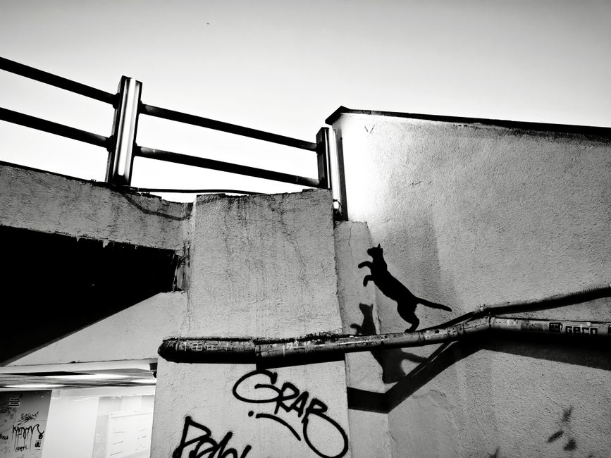 Black cat silhouette leaps against a graffiti-marked wall in İstanbul, capturing urban essence.