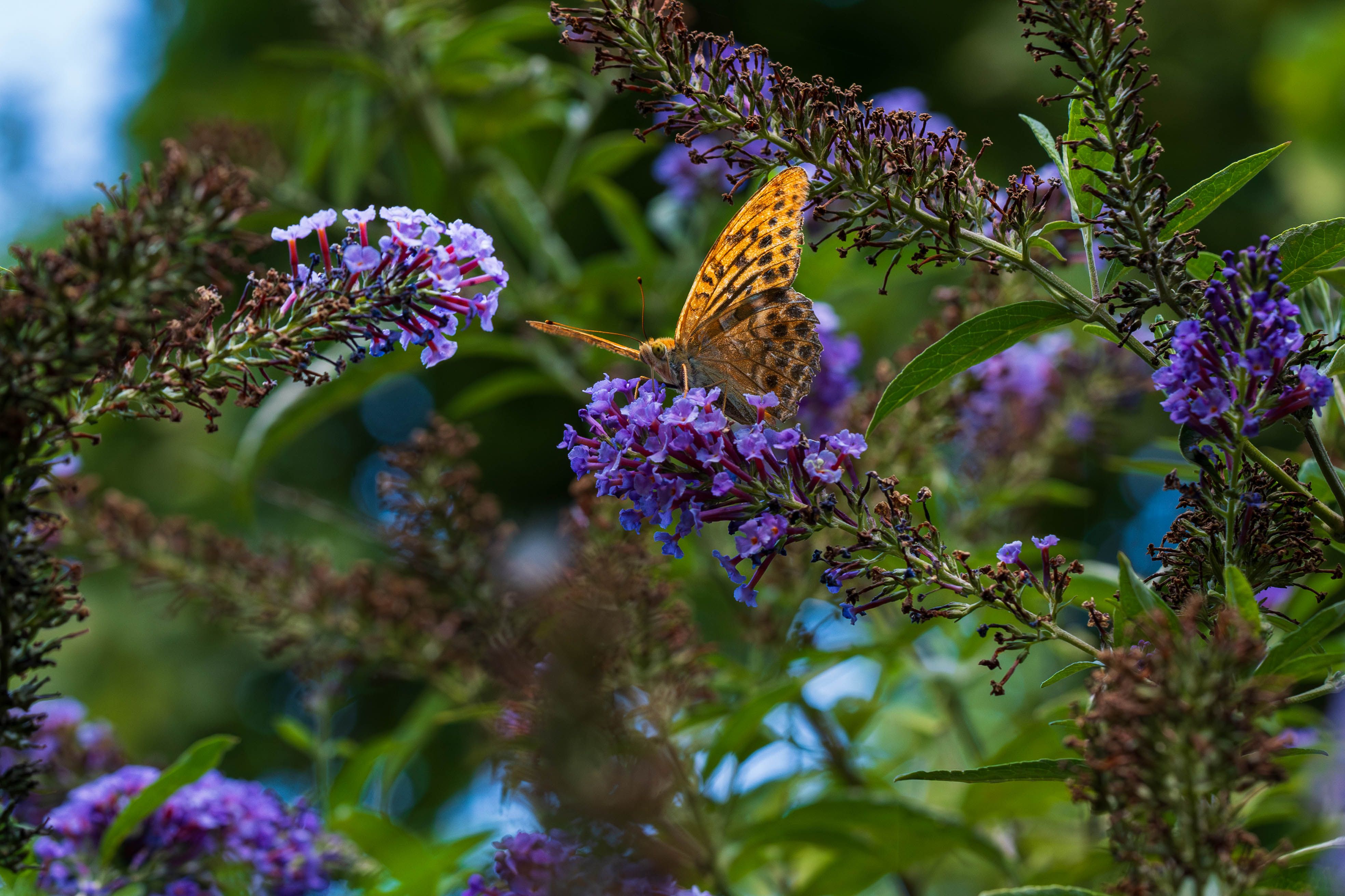 Butterfly Bush