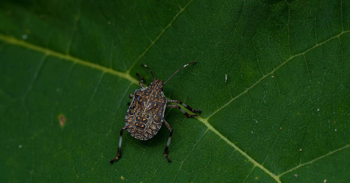 Photo by Bejan Adrian Detailed image of a stink bug resting on a green leaf, showcasing its intricate patterns and natural habitat.