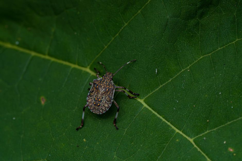 Photo by Bejan Adrian Detailed image of a stink bug resting on a green leaf, showcasing its intricate patterns and natural habitat.