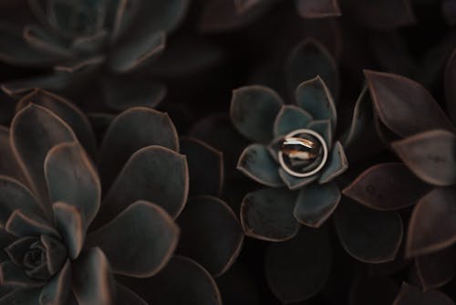 Free stock photo of artificial flowers, beautiful flowers, gold rings