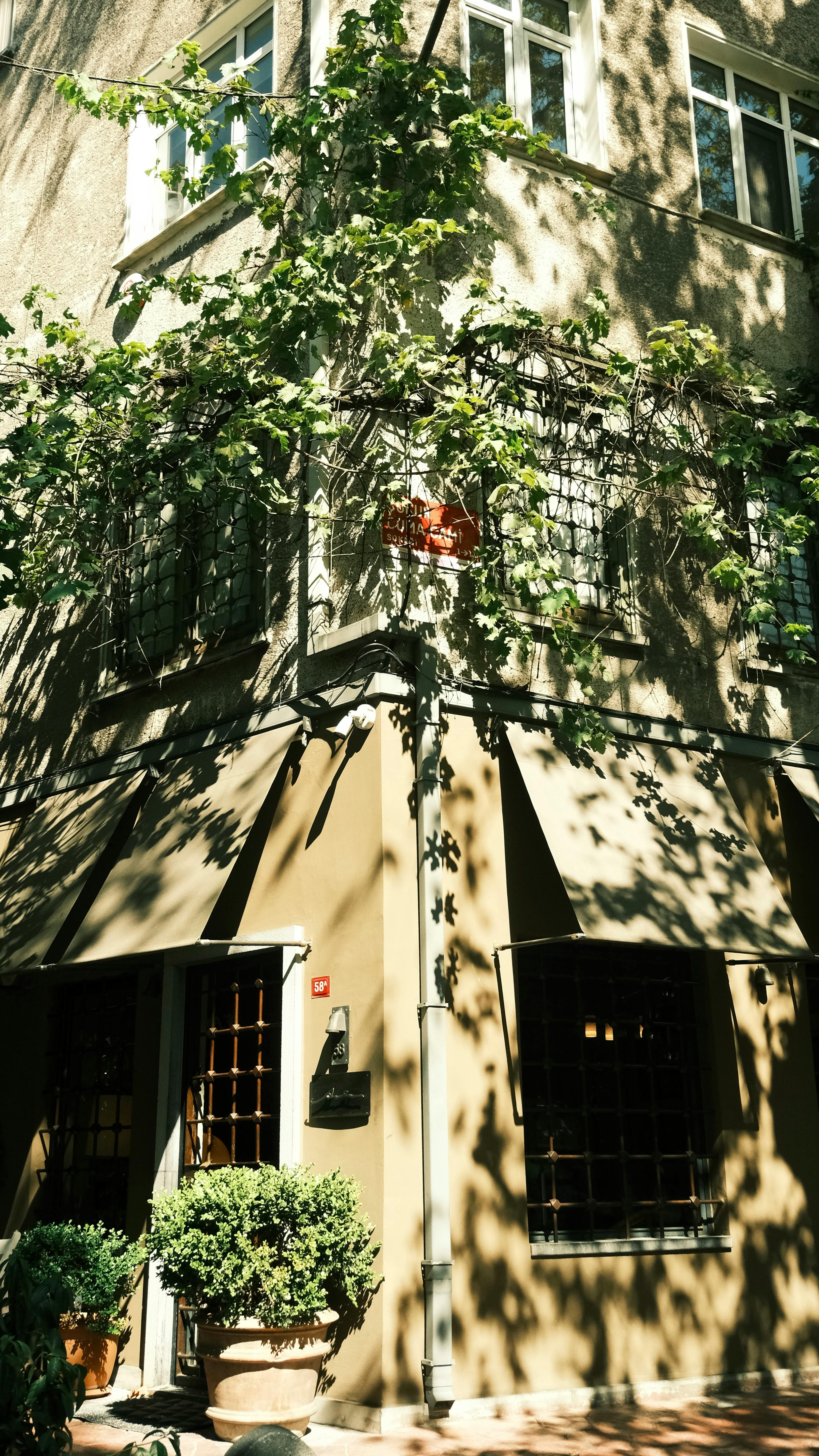 Charming building facade with ivy and sunlit shadows creates an inviting atmosphere.