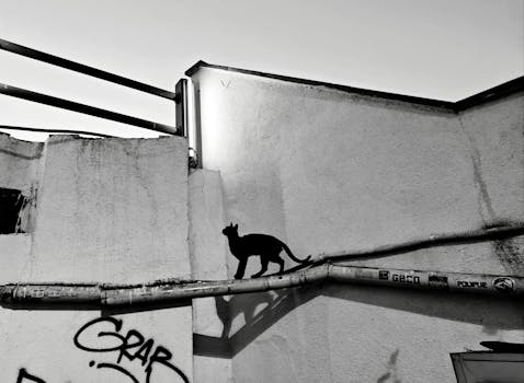 Black and white street art of a cat on a wall in Istanbul, showcasing urban creativity.