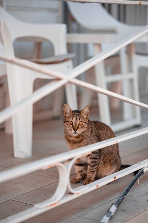 Free Curious tabby cat sitting behind a white railing on a porch in İstanbul. Stock Photo