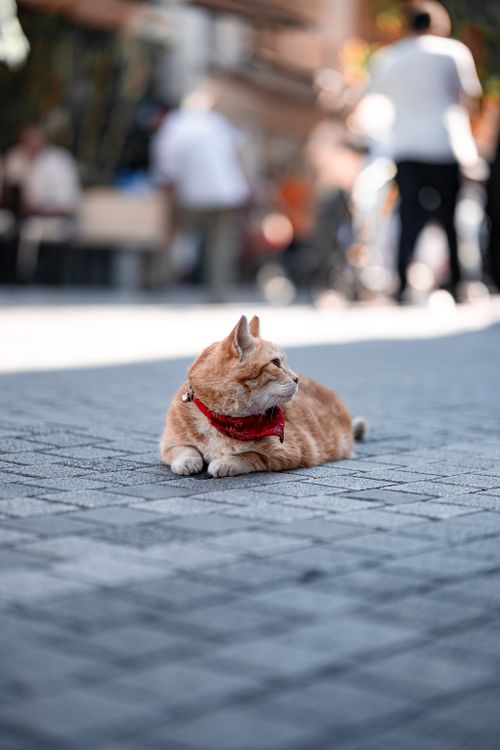 Free Orange cat with red bandana lounging on a busy İstanbul street. Stock Photo