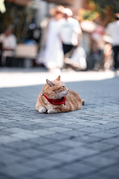 Free Charming tabby cat with red bandana relaxing on a sunny street in Istanbul, Türkiye. Stock Photo