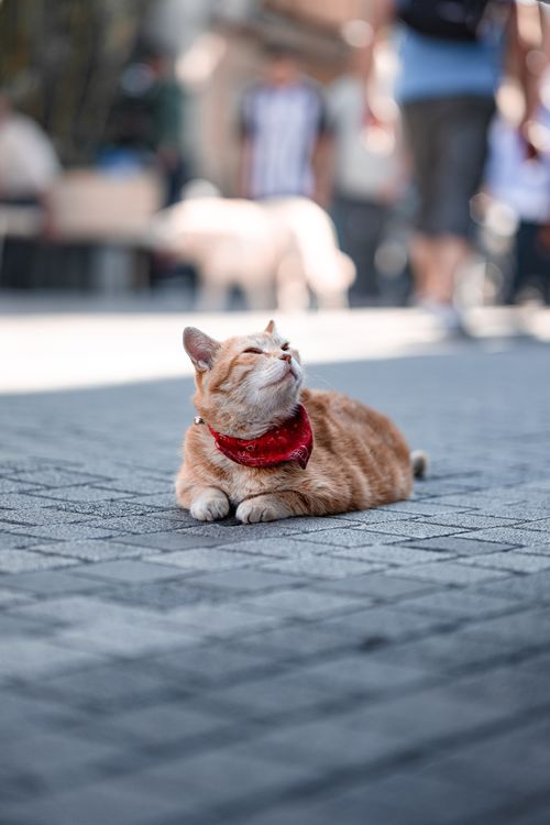 Free A chubby ginger cat with red bandana rests blissfully on an Istanbul street. Stock Photo
