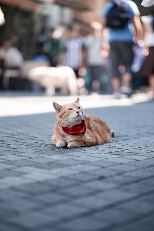 Free A content orange cat rests on a busy İstanbul street, enjoying the day. Stock Photo