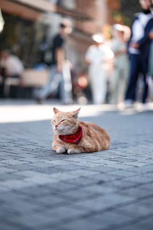Free A serene ginger cat rests on a busy street in Istanbul, Türkiye, capturing urban tranquility. Stock Photo