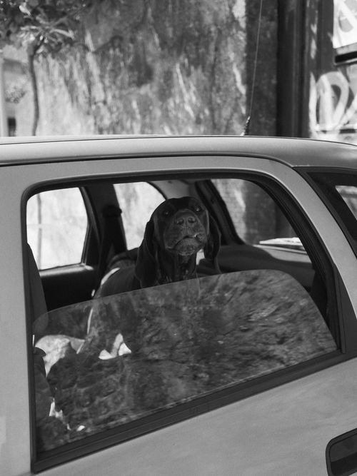 Free A dog sits in a parked car looking out through a window, in black and white. Stock Photo
