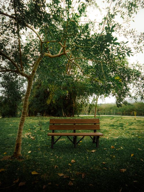 Free A solitary bench under a leafy tree in a serene park setting, perfect for relaxation. Stock Photo