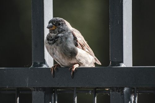 Free A detailed shot of a house sparrow perched on a metal railing with a neutral background, showcasing its natural habitat. Stock Photo