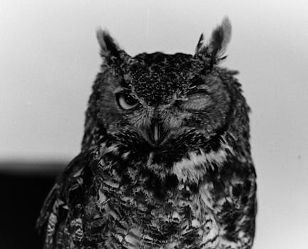 Close-up black and white photo of a winking Great Horned Owl.