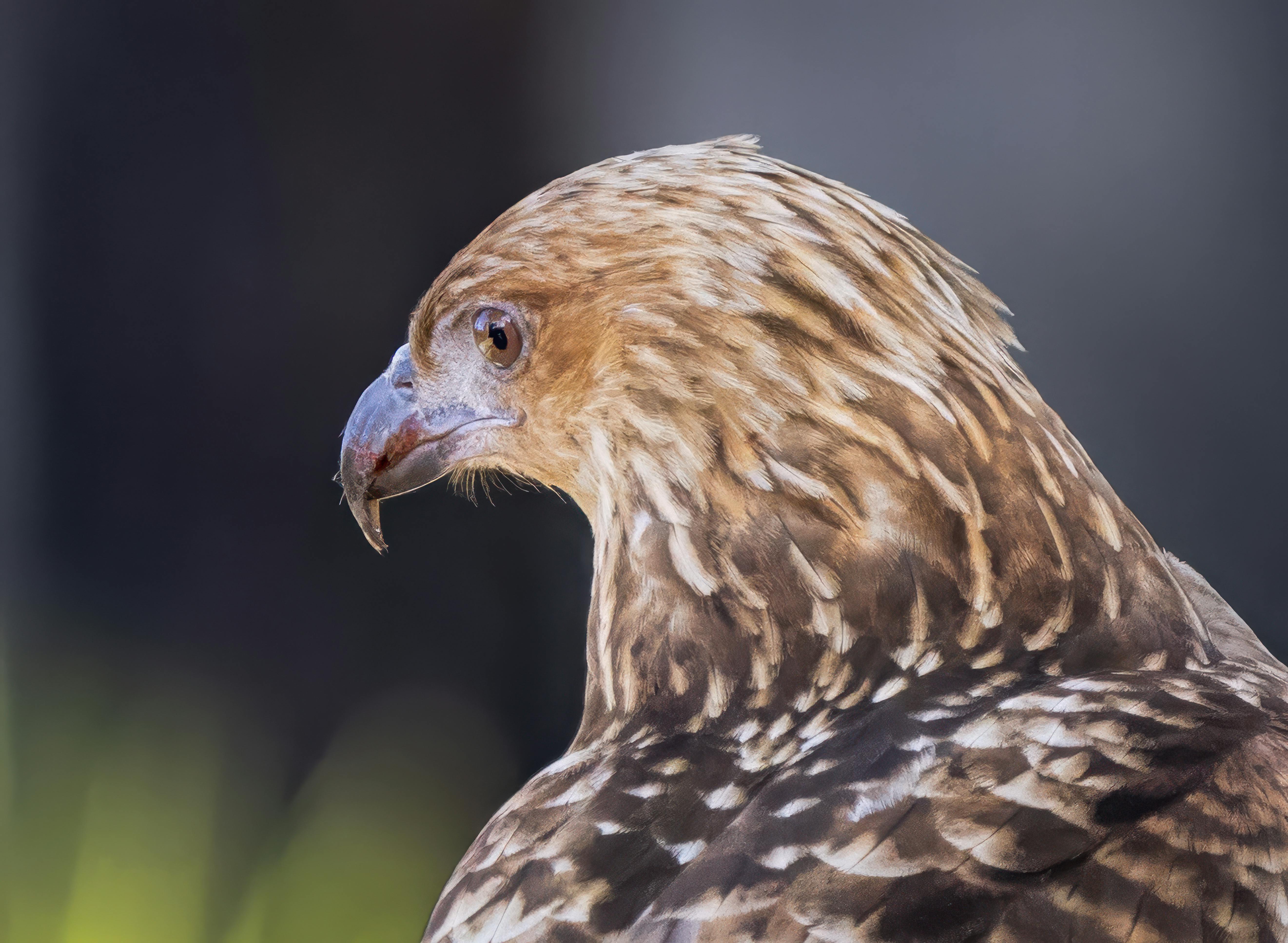 A striking side profile of a crested hawk showcasing its detailed plumage and sharp beak.