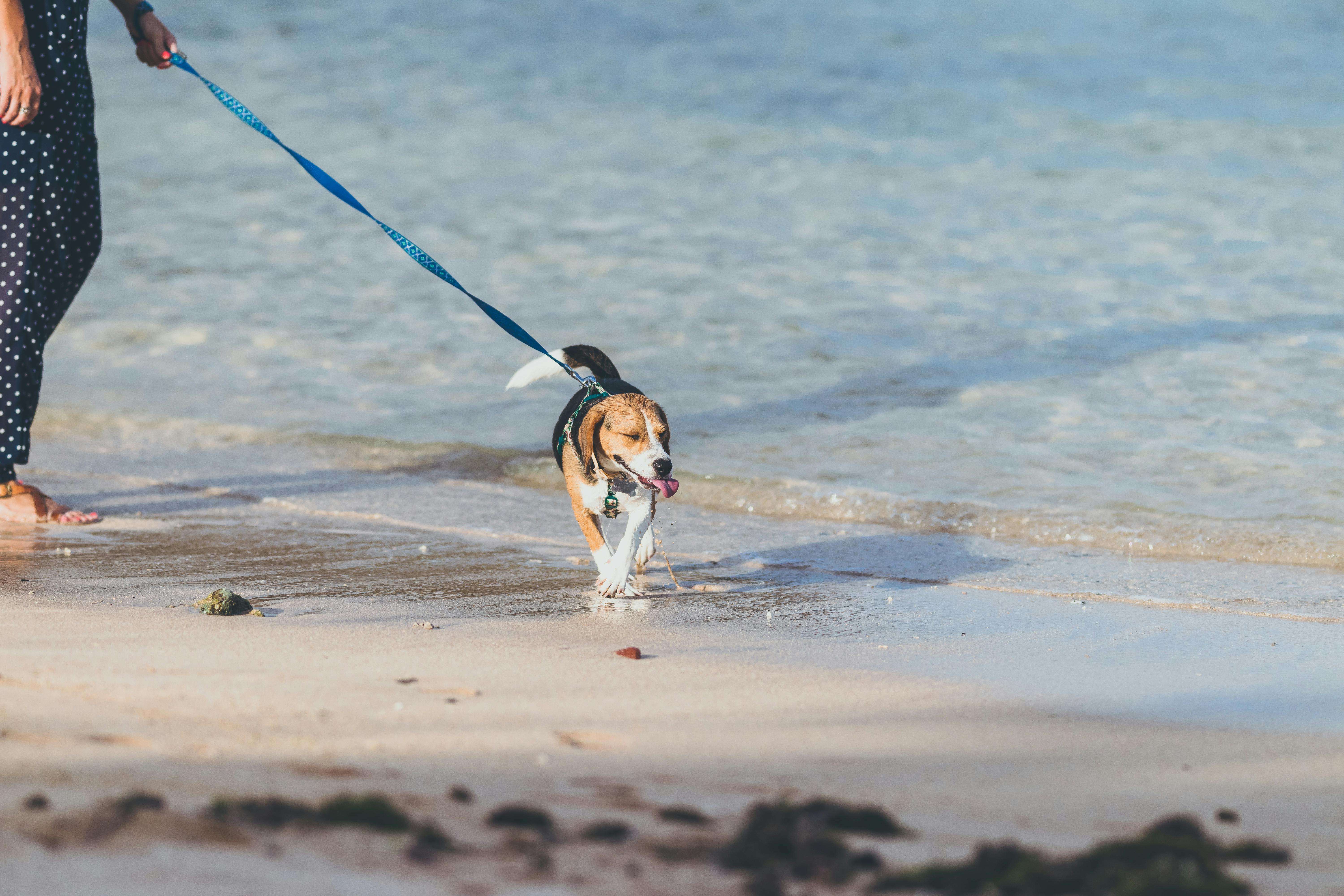 Person and Tan Dog Standing on Seashore