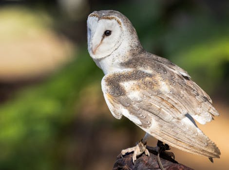Close-up of a barn owl perched outdoors in Bargo, New South Wales, Australia.